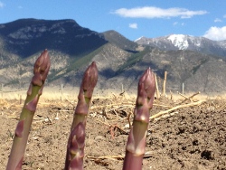 2012_Asparagus_3.jpg 2012_Asparagus_3.jpg