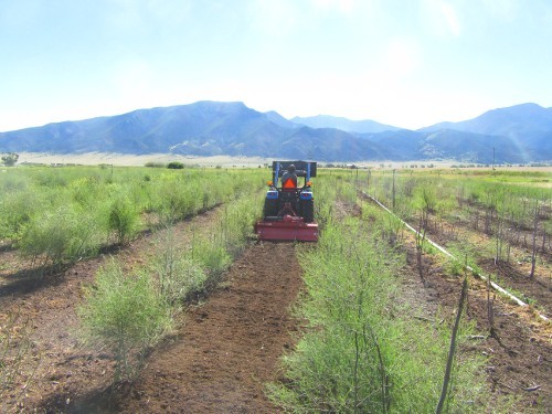 2018_Asparagus_Cultivation.JPG